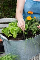 Planter des oignons de printemps dans une vieille vasque avec de la laitue cos, des tomates et des soucis.