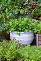 Pot de roquette, parmi des pots de feuilles de salade, de cresson et de fraises. Pot en terre cuite peint avec des rayures en utilisant une peinture émulsion bleue et blanche.
