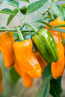 Capsicum - Chilli Pepper 'Cheyenne', une variété compacte à plusieurs ramifications portant des masses de piments orange du milieu de l'été jusqu'aux premières gelées. Assez chaud, mesurant 40 000 shu - unités de chaleur Scoville.