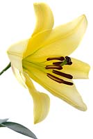 Lilium 'Honeymoon', hybride de trompette orientale Aussi connu comme Orienpet ou hybride OT
