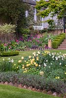 Un jardin printanier avec des parterres colorés de Tulipa jaune 'Fringed Elegance', Narcissus 'Cheerfulness' et Honeywort.