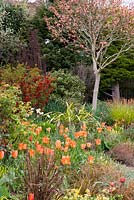 Parterre de sources chaudes avec Tulipa 'Orange Emperor', herbes ornementales et Acer 'Katsura '.