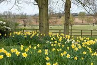 Narcisse - Jonquilles naturalisées et vues sur la campagne du Hertfordshire à Alswick Hall.