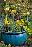 Un pot en céramique émaillée bleu planté de Tulipa 'Black Hero' avec Erysimum 'Walberton's Fragrant Sunshine '.