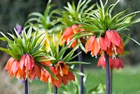 Fritillaria imperialis 'Garland Star', couronne fritillaire impériale