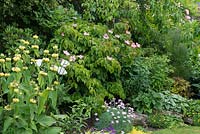 Un parterre de fleurs mélangé avec Cornus 'Miss Satomi', Papaver 'Perry's White', Phlomis russelliana, roses et hostas.