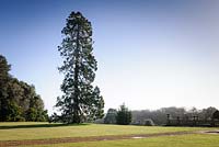 Séquoia planté par la reine Victoria