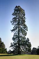 Séquoia planté par la reine Victoria