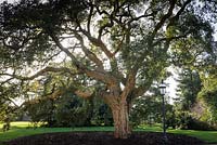 Quercus suber - chêne-liège à l'arrière de la maison Osborne