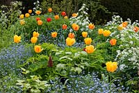 Un parterre de printemps avec Tulipa 'Beauty of Apeldoorn', une fusée douce blanche, des lupins et des myosotis.