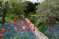 Parterres de printemps colorés avec Tulipa 'Annie Schilder' et 'Dordogne' orange rouge sous-plantés de myosotis, puis Tulipa rose 'Barcelona '. Au loin, Tulipa' Violet Beauty 'et' Negrita '. Great Dixter.