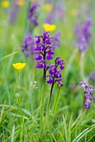 Orchis mascula, orchidée violette précoce, naturalisée dans un pré qui réapparaît année après année.