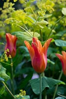 Une combinaison de plantation de Tulipa 'Ballerina' avec Smyrnium perfoliatum