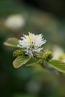 Fothergilla monticola 'Huntsman', avril. Un arbuste à fleurs blanches au pinceau, particulièrement adapté aux sols acides.