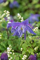 Clematis macropetala, se précipitant dans une plante hôte, Exochorda macrantha 'The Bride '.