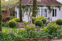 Dans le jardin clos de la cour, les parterres de fleurs sont plantés d'euphorbes, de standards ligustrum, de cyprès et de tulipes italiens 'Spring Green', 'White Triumphator' et rose 'Ballade '.