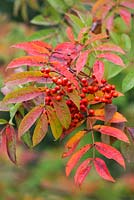 Sorbus commixta - Rowan japonais - Whitebeam