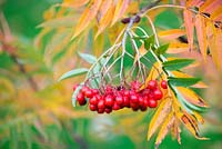 Sorbus commixta - Rowan japonais - whitebeam