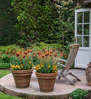 Grands pots en terre cuite remplis d'alto orange, Tulipa Abu Hassan et Carex comans Bronze, une herbe à carex à feuilles persistantes.