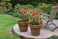 Grands pots en terre cuite remplis d'alto orange, Tulipa Abu Hassan et Carex comans Bronze, une herbe à carex à feuilles persistantes.