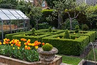 Un petit jardin de printemps formel avec de vieux pommiers, une serre et un parterre rempli de Tulipa Golden Apeldoorn et Apeldoorn Elite.
