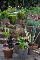Un jardin en terrasses avec des pots en terre cuite de succulentes Aeonium, Zantedeschia, Carex et Agave americana. Sur la terrasse supérieure derrière les tulipes Attila, Purissima, Flaming Flag et Ballade.