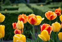 Tulipa Golden Apeldoorn et Apeldoorn Elite, tulipes hybrides darwin qui fleurissent en avril et début mai, font d'excellentes fleurs coupées.
