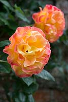 Rosa 'Night Light', une rose grimpante à floraison répétée vigoureuse, juin.