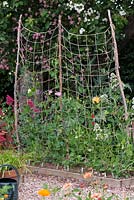 Lathyrus odoratus - Pois de senteur formés par des filets attachés à des noisettes.