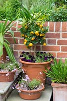 Citrus 'Calamondin' standard, un oranger miniature, se développe à l'extérieur en été, ayant besoin d'un endroit sans gel en hiver. Erodium 'Country Park' en petits pots.