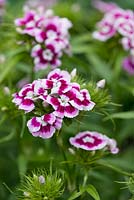 Dianthus barbatus, Sweet Williams, fait d'excellentes fleurs coupées