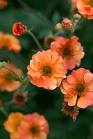 Geum avens 'Prinses Juliana', une plante vivace à l'orange rosâtre, à fleurs doubles, floraison à partir de mai