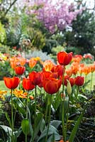 Un parterre de source d'eau chaude planté de Tulipa 'Ad Rem' et Tulipa 'Apricot Emperor '.