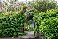 L'entrée du jardin de devant avec Hydrangea petiolaris grimpant sur une arche de brique.