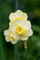 Narcissus tazetta 'Double Roman '. Syn.' Constantinople '