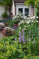 Un parterre de fleurs mélangé planté de delphiniums, alchemilla mollis, coquelicots et roses 'Snow Goose', 'Winchester Cathedral '.