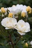 Rosa 'Tall Story', arbuste à floraison moderne à répétition rose, juin.