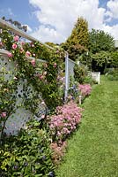 Jardin de style cottage anglais avec séparateur d'écran en treillis blanc, Rosa 'Pinkie' et Silene