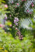 Jardin de style cottage anglais avec escalade Rosa Pinkie et Iris pallida