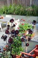 Jardin de patio avec table et chaises, parterres de fleurs surélevés avec Pennisetum alopecuroides Karly Rose, Pelargonium Ardens en pot et Aeonium 'Zwarttkop'