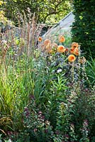 Parterre d'été de jardin urbain avec Dahlia 'David Howard', Origanum 'Rosenkuppel', Molinia cerulean subs. arundinacea 'Karl Foerster'