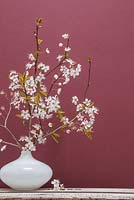 Fleur de cerisier dans un vase blanc orné sur fond rouge