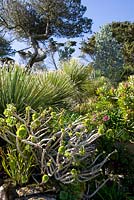 Dasylirion serratifolium avec Aeonium arboreum, Tresco abbey Gardens, Royaume-Uni