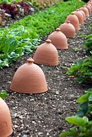 Jardin potager avec des pots de forçage d'argile traditionnels, septembre