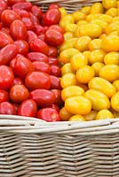 Tomates italiennes rouges et jaunes - Solanum lycopersicum, juillet