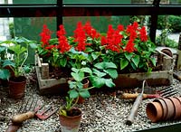 Table de boutures avec outils et plantes, Chelsea Flower Show 2002, serre botanique Hartley