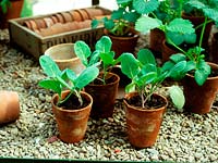 Semis dans des pots en terre cuite sur table de semences, Chelsea Flower Show 2002: Hartley Botanic Serre