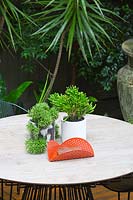 Détail des plantes succulentes en pot sur la table à manger d'extérieur moderne par 'Made by Tait '. Les pots blancs contiennent Crassula ovata' Gollum 'et rhipsalis. Dracaena marginata en arrière-plan