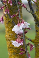 Prunus pendula var. Ascendens Rosea - Cerisier japonais - Mars - Oxfordshire