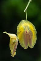 Lepanthes escobariana. Gros plan de fleurs d'orchidées miniatures.